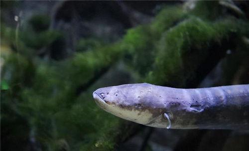 电鳗最新爆料视频下载,视频内容深度解析